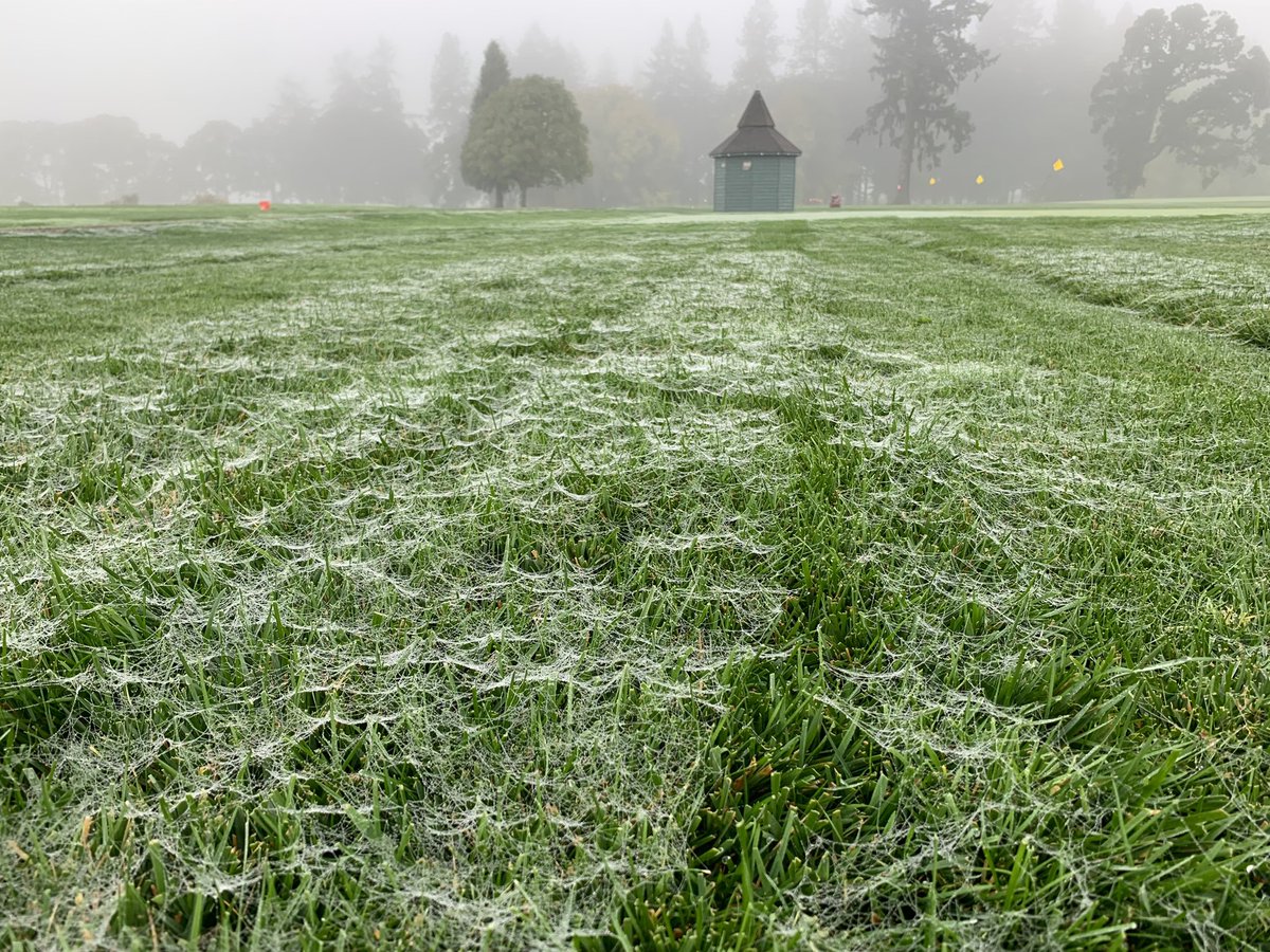 #spookyturfseason 🕷️🕸️