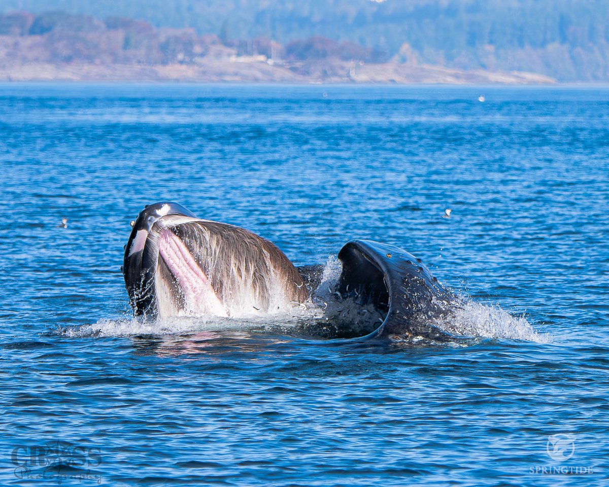 Pacific Whale Watch Association 🐳 (@thepwwa) on Twitter photo #HappyHumpDay! Here's another great shot of a humpback feeding in the Salish Sea, this time from Tyson Cross of SpringTide Tours (<a href="/Whale_Tours/">SpringTide Tours</a>). While on the feeding grounds, an adult humpback will eat roughly one ton of small fish like these everyday. 🐋 #HappyHumpDay! Here's another great shot of a humpback feeding in the Salish Sea, this time from Tyson Cross of SpringTide Tours (<a href="/Whale_Tours/">SpringTide Tours</a>). While on the feeding grounds, an adult humpback will eat roughly one ton of small fish like these everyday. 🐋