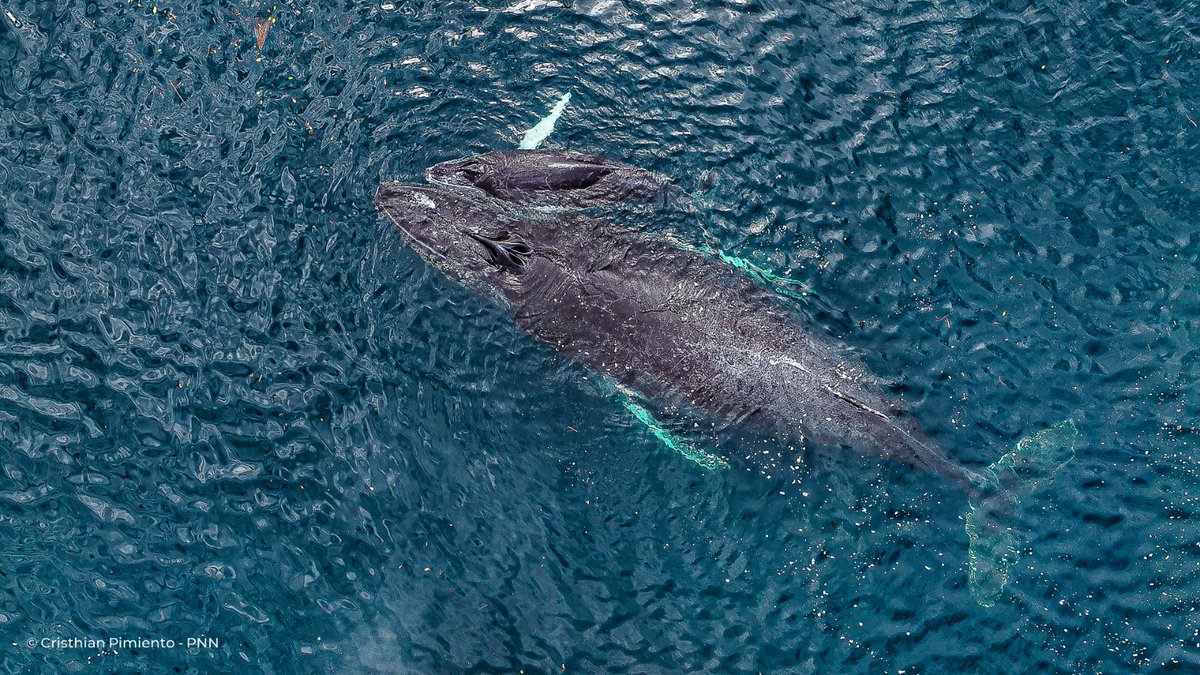 ParquesColombia's tweet photo. #ParquesInforma 🐋 Finalizó la temporada de ballenas 2023 en los Parques Nacionales Naturales Uramba Bahía Málaga, Gorgona y Utría, en el Pacífico colombiano. Agradecemos a todos los visitantes por vivir esta maravillosa experiencia de manera responsable.🏞️ https://t.co/p9kkreXxGE