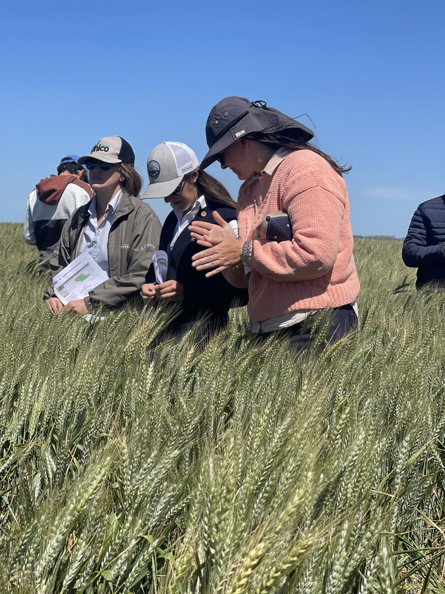 Comienza una nueva gira agronómica de invierno con gran concurrencia! 

Parada 1: Trigo DM Pehuen, cultivar con  excelente potencial de rendimiento y sanidad.
📆 FS: 27/5