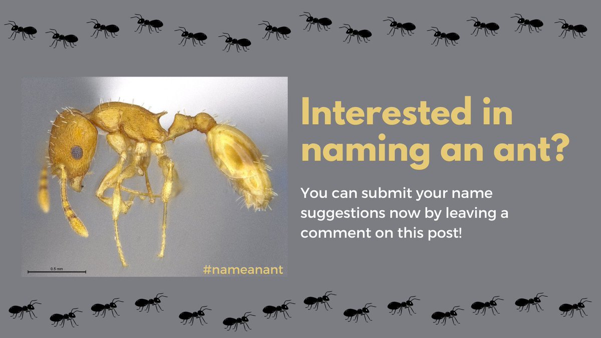 usfs_srs's tweet photo. Have you ever dreamed of naming a new species? Now's your chance! Scientists are asking the public to help name a newly described ant species. https://t.co/3Vuw7p2uOk #nameanant https://t.co/3qeUiGbIVs