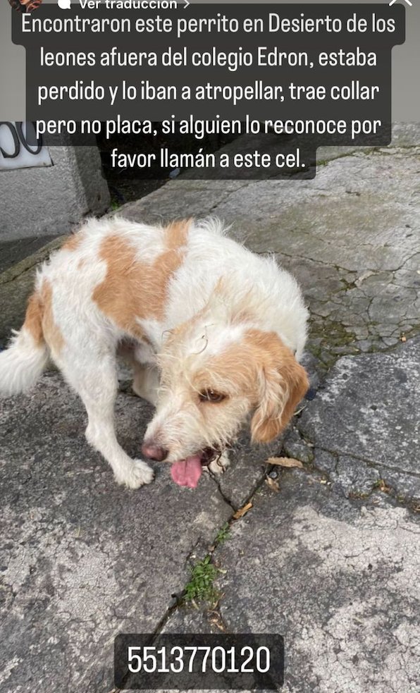 Mascotas Sismo tweet media
