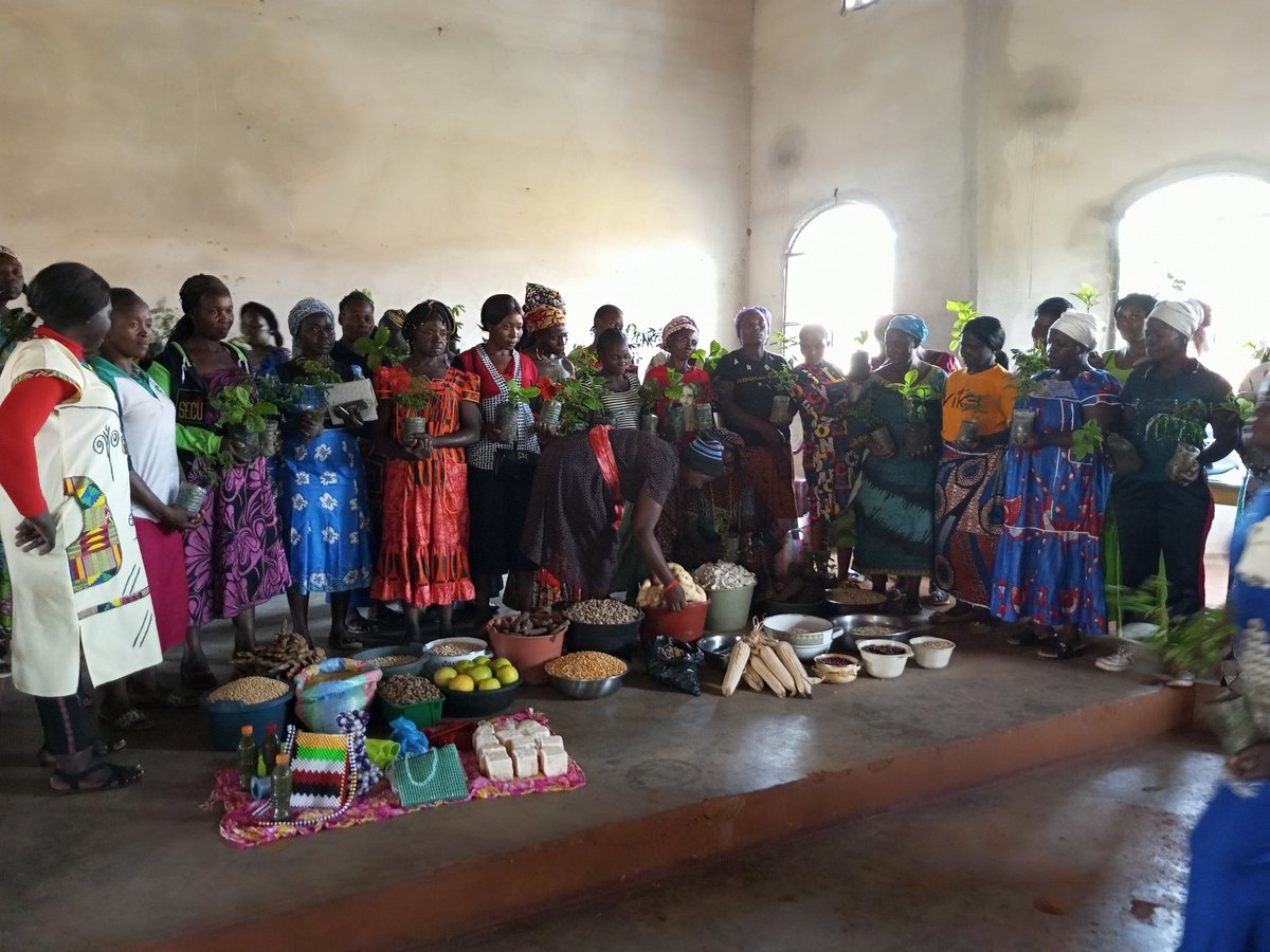 50women in Bankim-Adamawa Region received 100seedlings of Tetrapleura tetraptera (four corner spices) and 50seedlings of Vernonia amygdalina to diversify products in their farms. This distribution was done after an interactive session on conservation, solidarity and leadership.