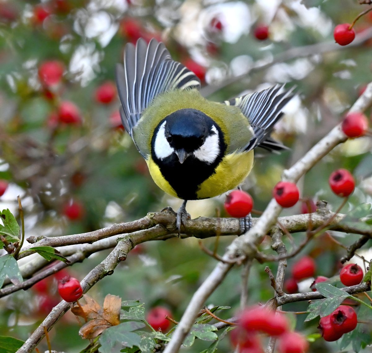 Carl Bovis tweet media