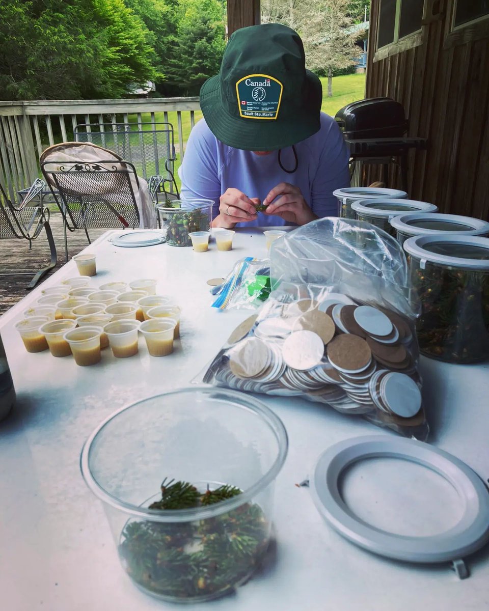 ScienceRNCan's tweet image. En tant que technologue en production d’insectes, @wardlawashlyn joue un rôle essentiel de soutien à la recherche à la Division de la lutte antiparasitaire intégrée du Centre de foresterie des Grands Lacs : ressources-naturelles.canada.ca/science-et-don…

#ScienceInclusive #MoisHistoireFemmes