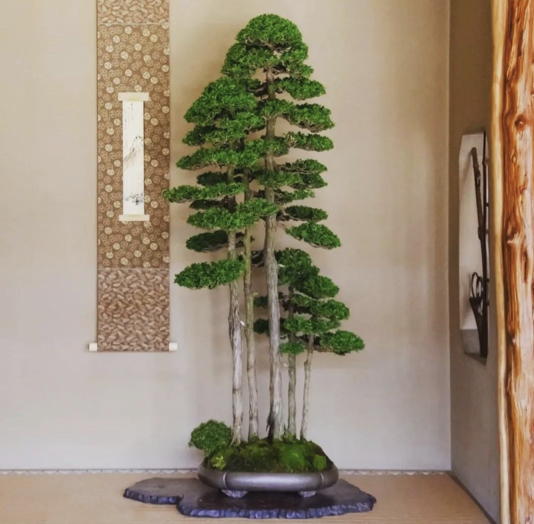 HobbyistPlant's tweet photo. An incredible bonsai 🌿 https://t.co/dLS0vXKhAk