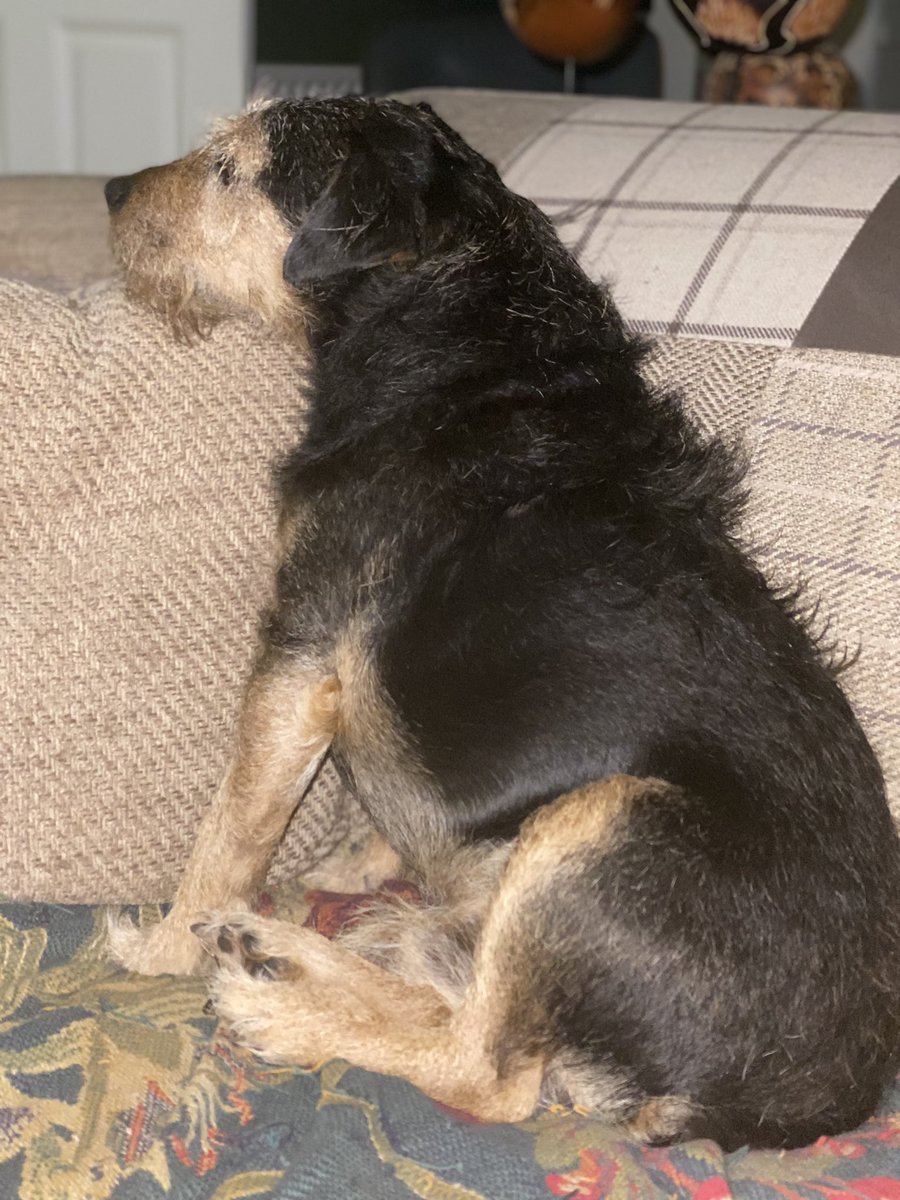 GuruGryff's tweet photo. Nope not talking love  🦇dog https://t.co/C2kpjucZtW