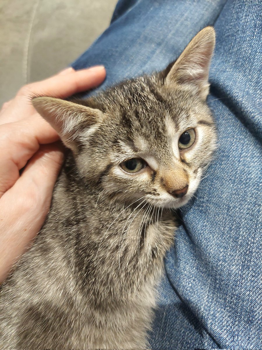 SraSimmer's tweet photo. La familia ha crecido!! 🥰
Acaba de llegar y está un poco asustada aún, mañana tiene veterinario y ya me confirmarán si es hembra o macho. Creo que es hembra pero vamos a esperar a ponerle nombre. https://t.co/tso9Pvl7Sr