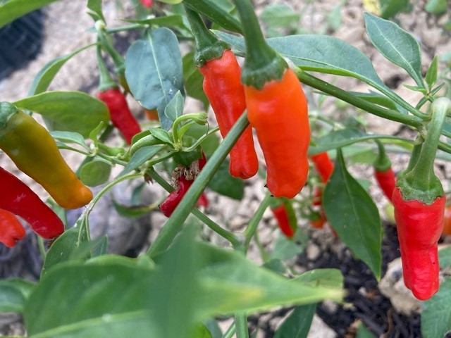 GarddEnfys's tweet photo. Plenty of produce to harvest at the garden today. getting the pumpkins and squashes ready for our Spooktacular event, the sweet potatoes are nearly ready, and our peppers and chilies have been prolific this year, @RHSBloom #communitygrowing #localproduce #spooktacular #Halloween https://t.co/4YAcxbc0rR