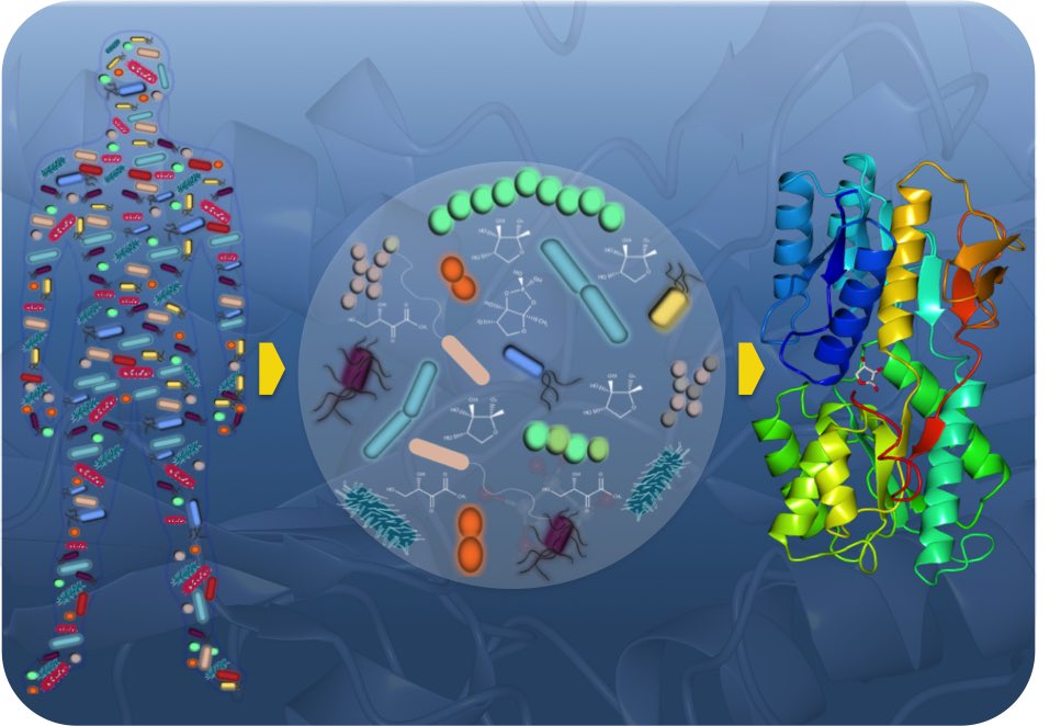 Please RT! Junior POSTDOC fellowship on Bacterial Quorum Sensing in gut Microbiota funded available in @KarinaXavierLab at @IGCiencia Portugal. If you want to discover novel mechanisms of Chemical Communication in the Mammalian Gut Microbiota: Apply at karinaxavierlab.weebly.com/positions.html