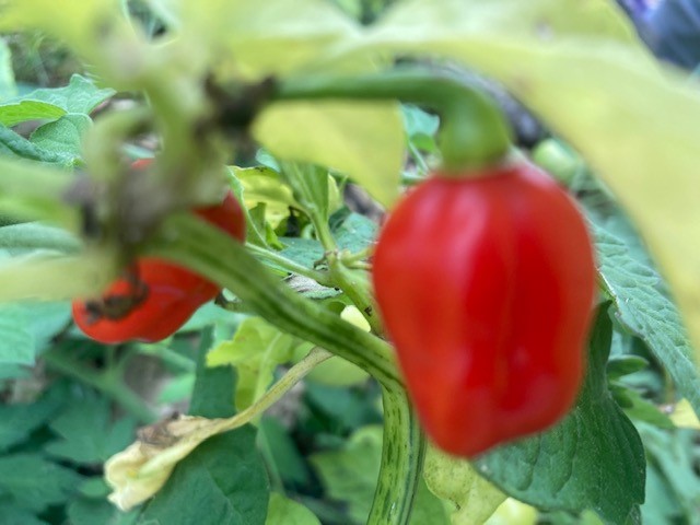 Plenty of produce to harvest at the garden today. getting the pumpkins and squashes ready for our Spooktacular event, the sweet potatoes are nearly ready, and our peppers and chilies have been prolific this year, @RHSBloom #communitygrowing #localproduce #spooktacular #Halloween