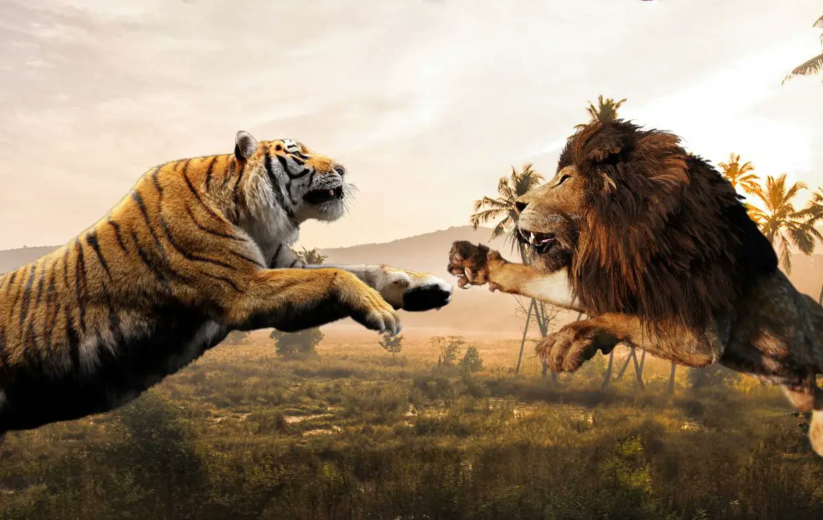 SIBERIAN TIGER VS BENGAL TIGER - Who Would Win? 