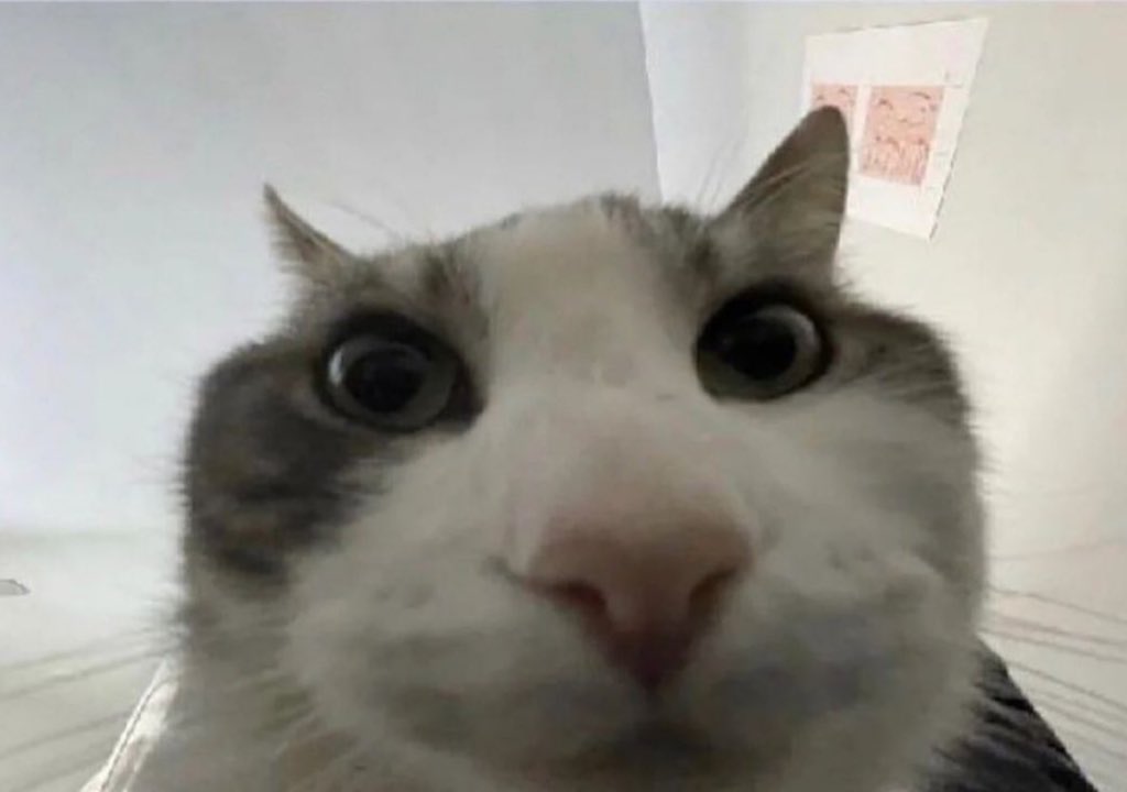 ryuuoko's tweet photo. RT @zentreya: I got sent a clip of Henya calling me a shit face in Spanish. 

What the fuck dayo. https://t.co/4NSvnqCxjV
