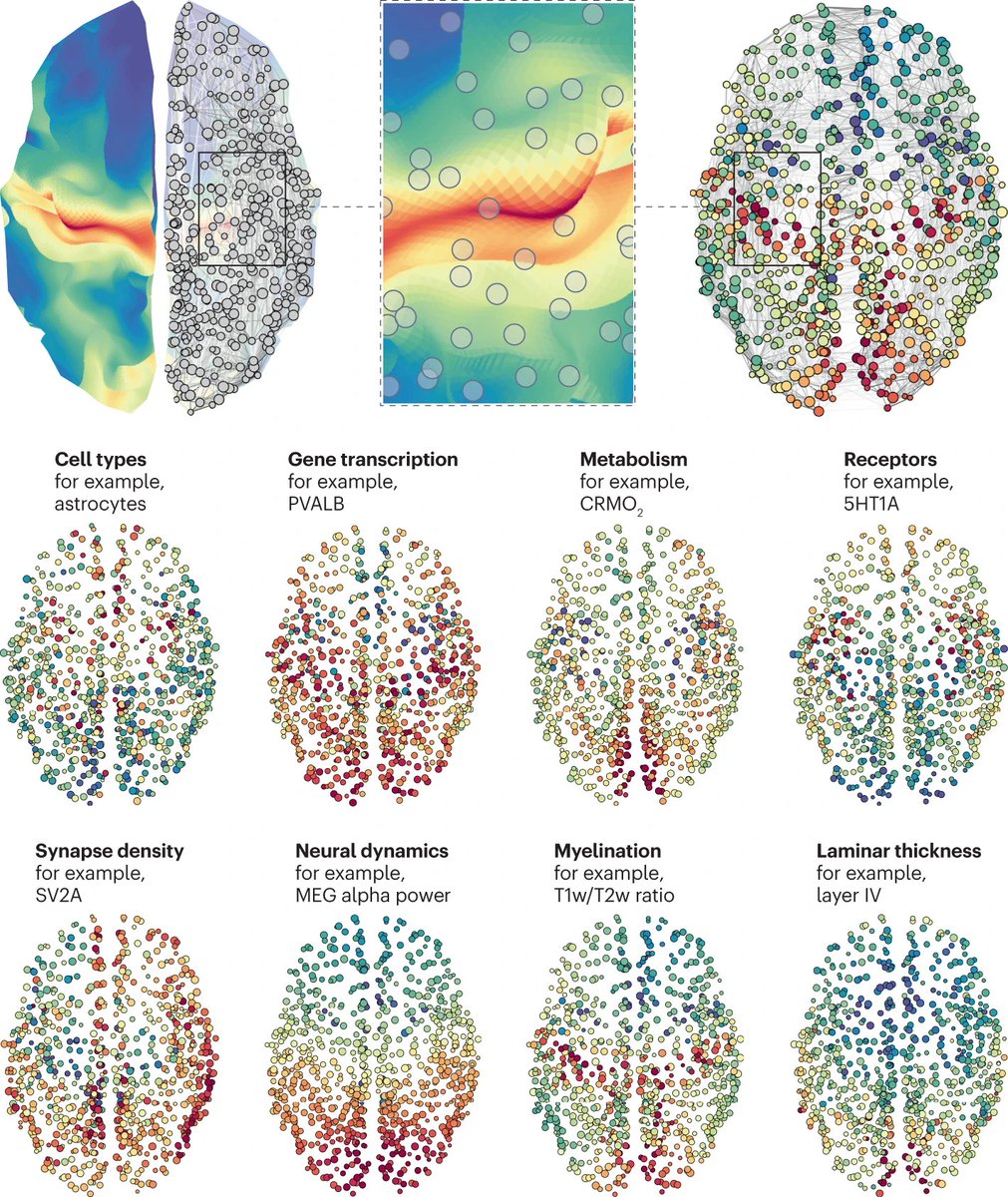 misicbata's tweet image. Towards a biologically annotated brain connectome | doi.org/10.1038/s41583…
How do we integrate local biological annotations with connectome wiring?
@VinceBazz + @JustineYHansen lay out how to build and analyze annotated connectomes @NatRevNeurosci ⤵️