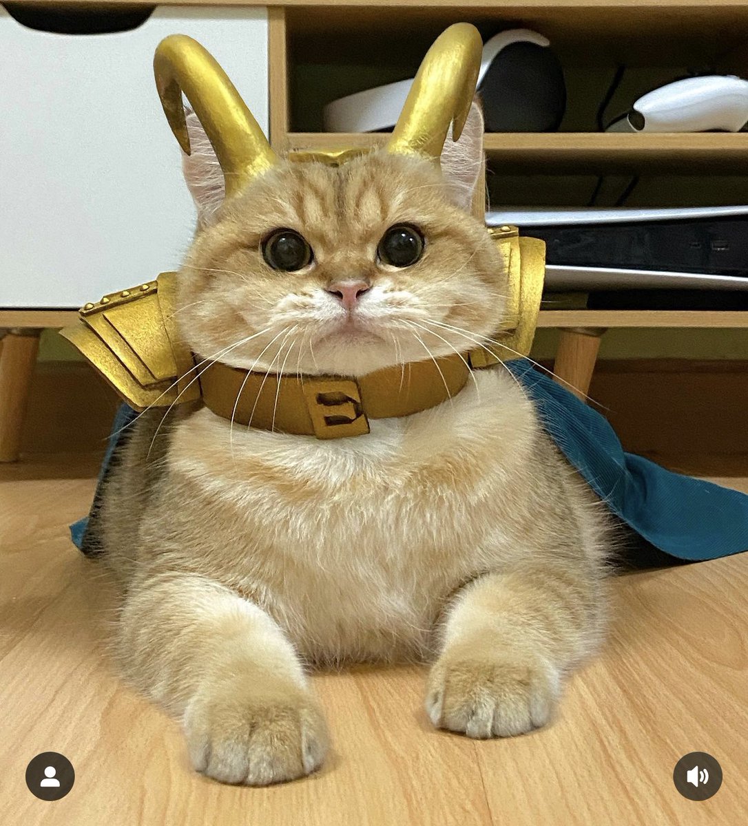 Here's a cat dressed as #Loki. You're welcome.