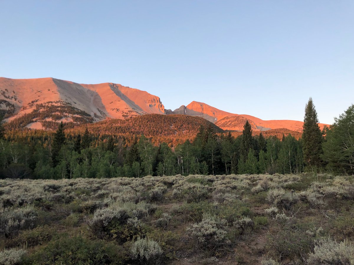 Sagebrush/forest transition zone

⭐ Great Basin montane forests ecoregion

📍 Great Basin National Park, Nevada, United States

🌿 dominant species: Abies concolor, Amelanchier sp., Artemisia arbuscula, Artemisia tridentata, and Populus tremuloides

📷 Magda Garbowski

 #botany
