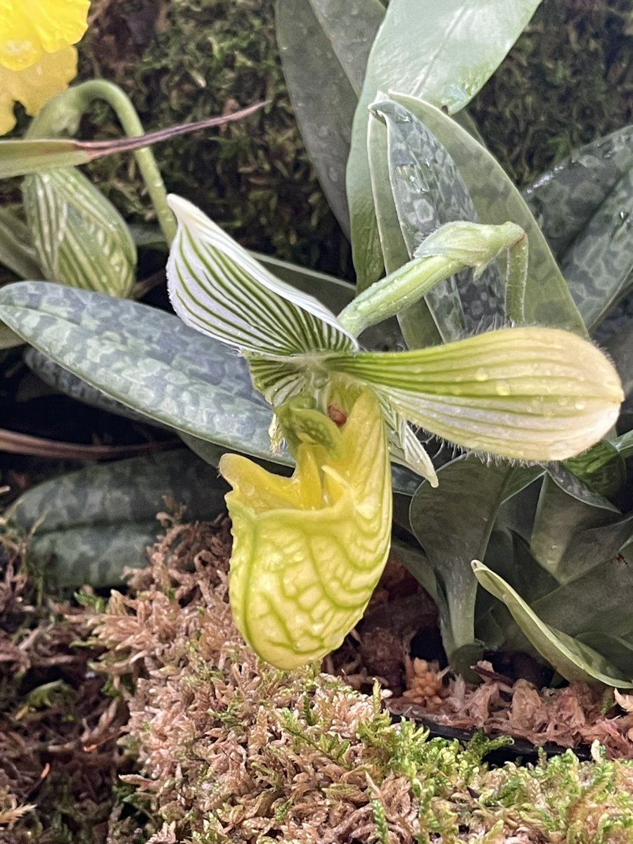 twotrees's tweet image. Thanks to @BarancikCMBF for such a special treat—loved hearing from the botanists and horticulturists that have shaped the success of research and enjoyment of orchids and epiphytes at @SelbyGardens.