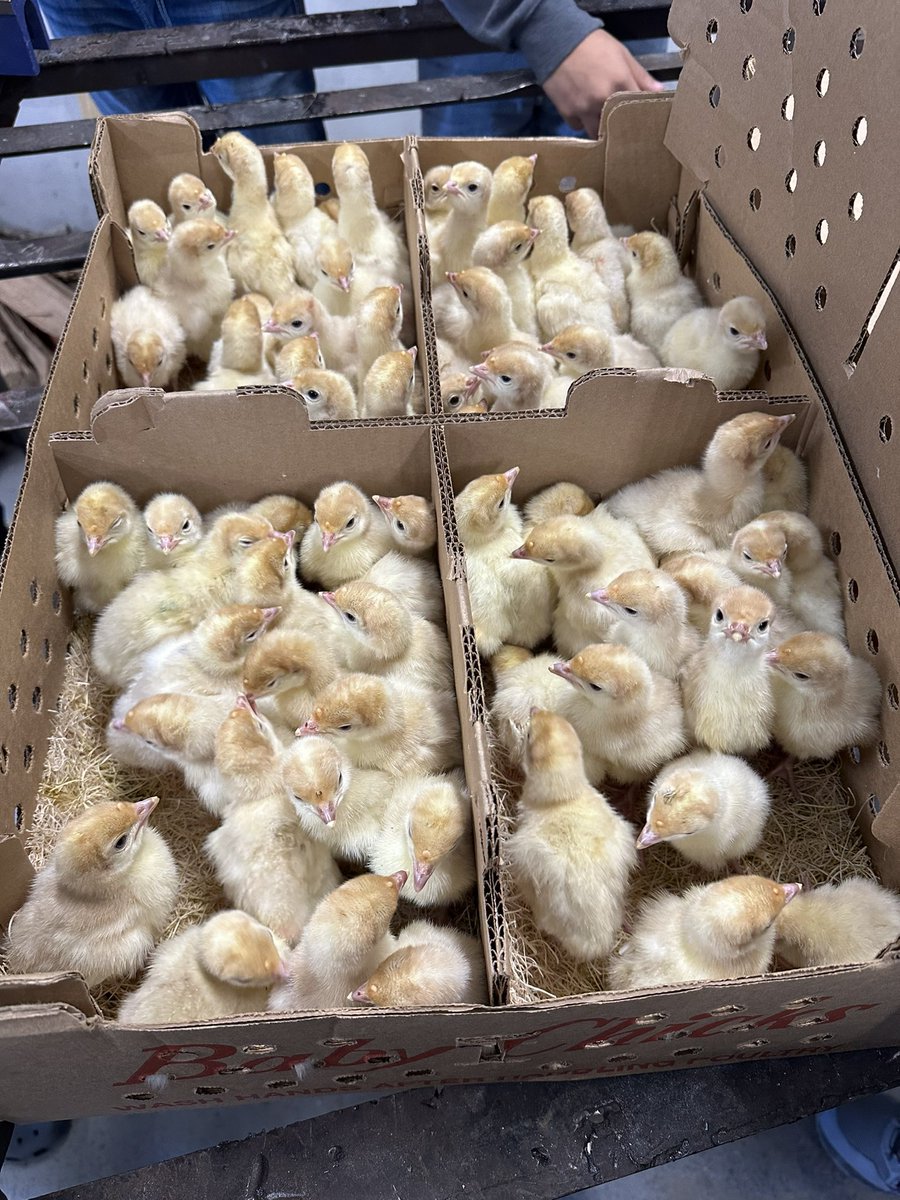 MacArthur FFA tweet media