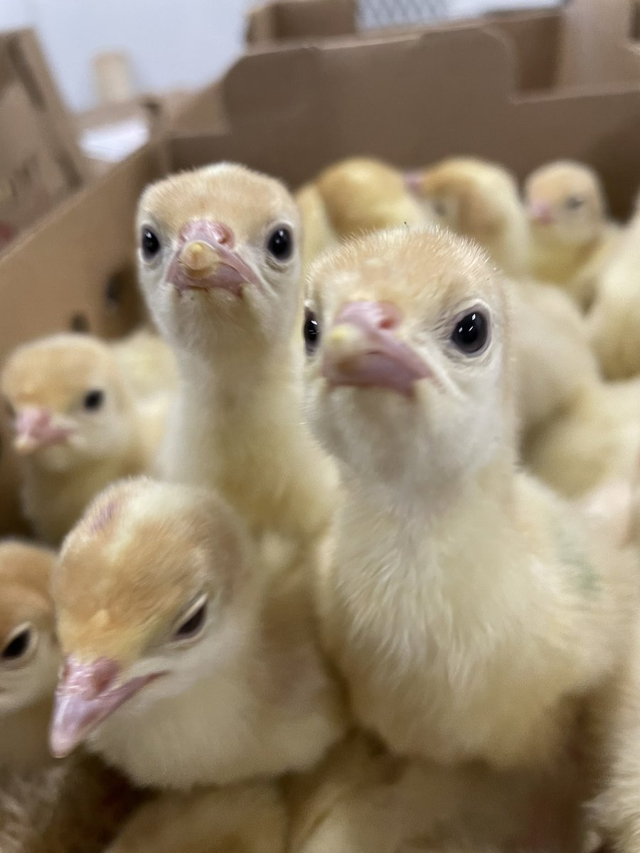 MacArthur FFA tweet media