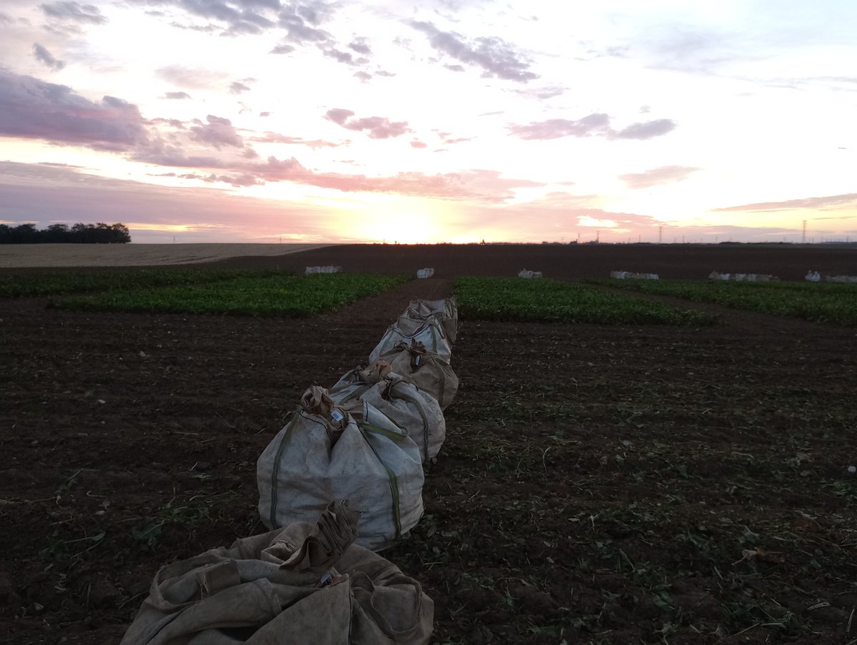 <a href="/ITB_CVLetIDF/">@ITB_Centre Val de Loire / Ile De France</a> : fini les arrachages des plate-formes variétés. 
👉 Retour de l'arracheuse en novembre pour les essais fongicides. 

Merci aux agriculteurs qui nous accueillent pour réaliser les essais 🧑‍🌾👍
