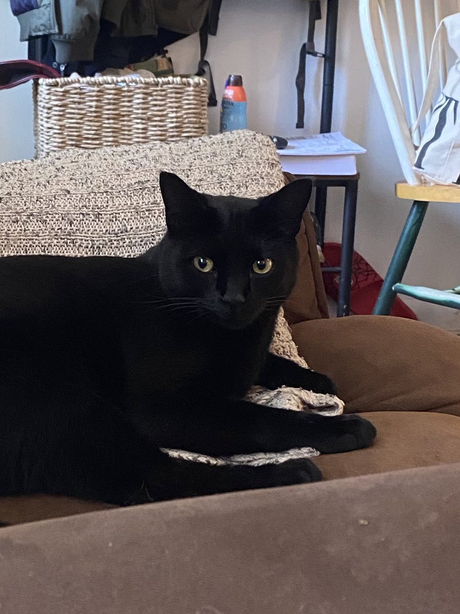 LeighTauss's tweet photo. A long shot, but:
Dear Raleigh, my cat has been missing since Monday in my neighborhood near Beverly St. in East Raleigh. 
If anyone sees him, please let me know. And if you live nearby, pls check your shed or garage. 
He is a very good boy and we are hoping for his safe return. https://t.co/TZftaMVZ22