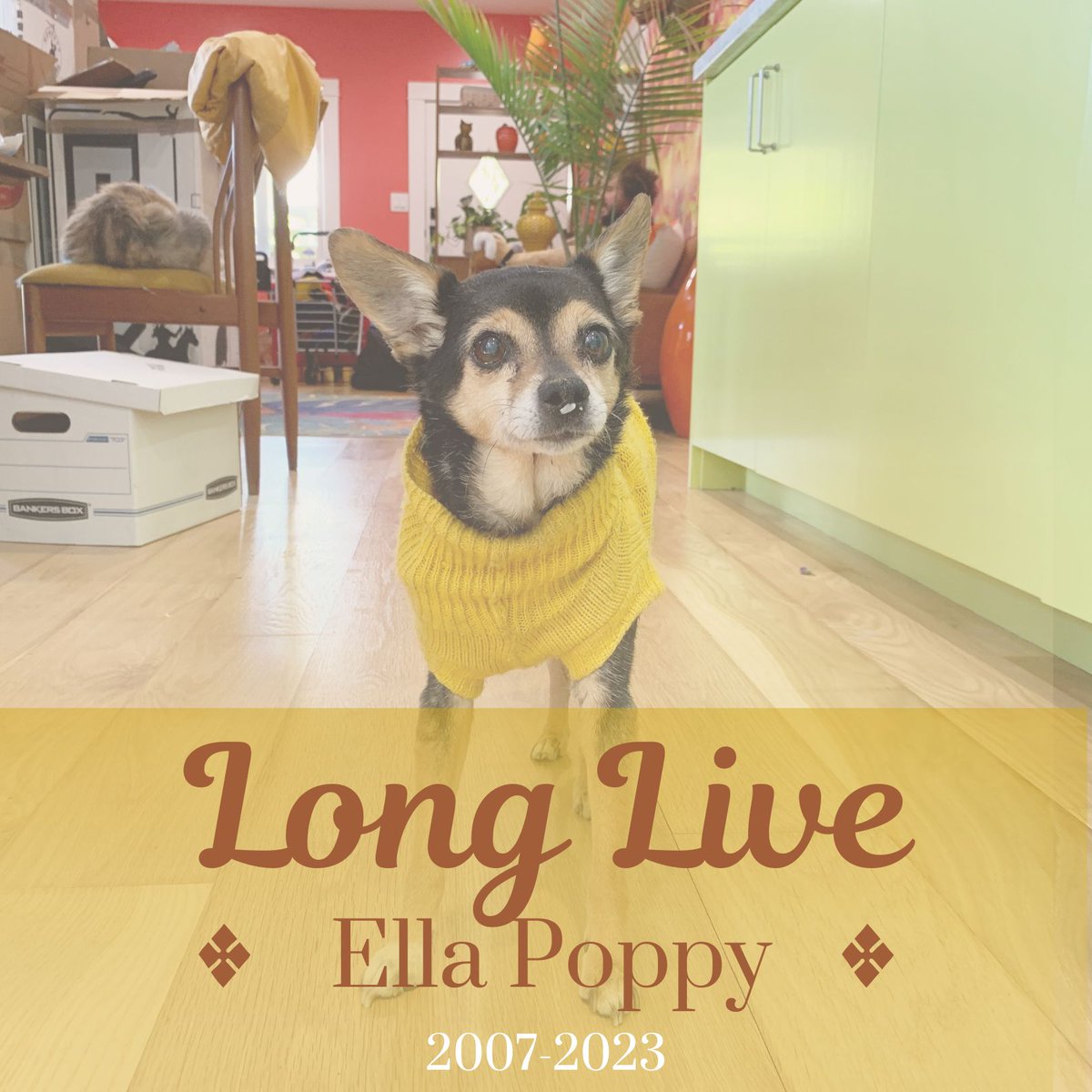 Carrie Poppy tweet media