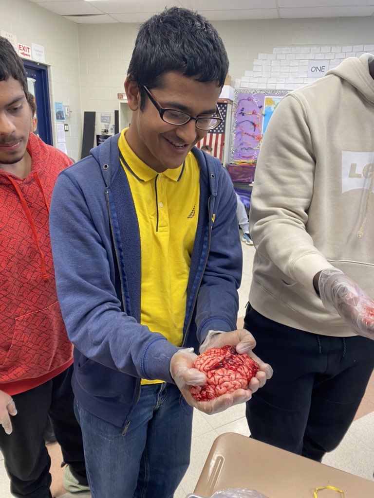 Using a real COW BRAIN to help understand how the human brain works! #APpsychology @overbrookrams