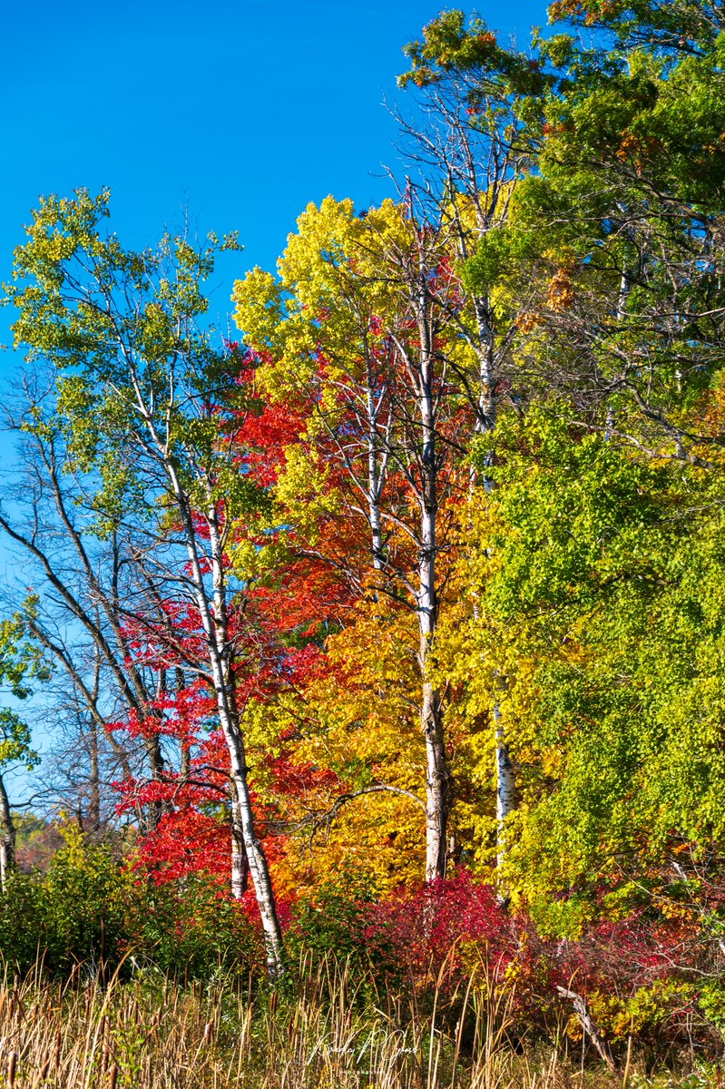 TheBubbaDude's tweet photo. Autumn Colors at Carlos Avery State Wildlife Management Area
#autumn #autumnleaves #autumntrees #autumncolours #autumntime #autumnvibes #fall #fallcolours #CaptureMinnesota #CaptureMN #ThisIsMyMinnesota #ThisIsMyMn #OnlyinMN #captivateMN #minnesota #ExploreMN #myminnesota https://t.co/RI2wSvtl3A