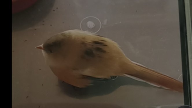 DierenAmsterdam's tweet photo. Normaal in het riet, maar nu even niet
Een #baardman tegen raam gevlogen op de #Durgerdammerdijk in Landelijk Noord. Ome Gerrit vertelde dat het zijn 3e baardman in 35 jaar, dus een bijzonder vogeltje! https://t.co/3isCs4xNMA