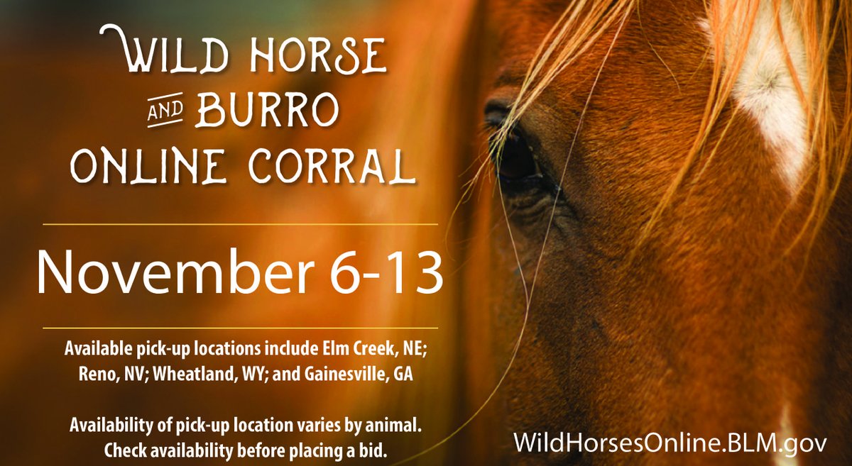 Mark your calendar 📅! Your next chance to adopt a wild horse or burro online is Nov 6-13. Submit your application to place a bid. Get started ➡ WildHorsesOnline.BLM.gov Pick-up locations include Gainesville, GA (Jan 18-19); Elm Creek, NE; Reno, NV; and Wheatland, WY.