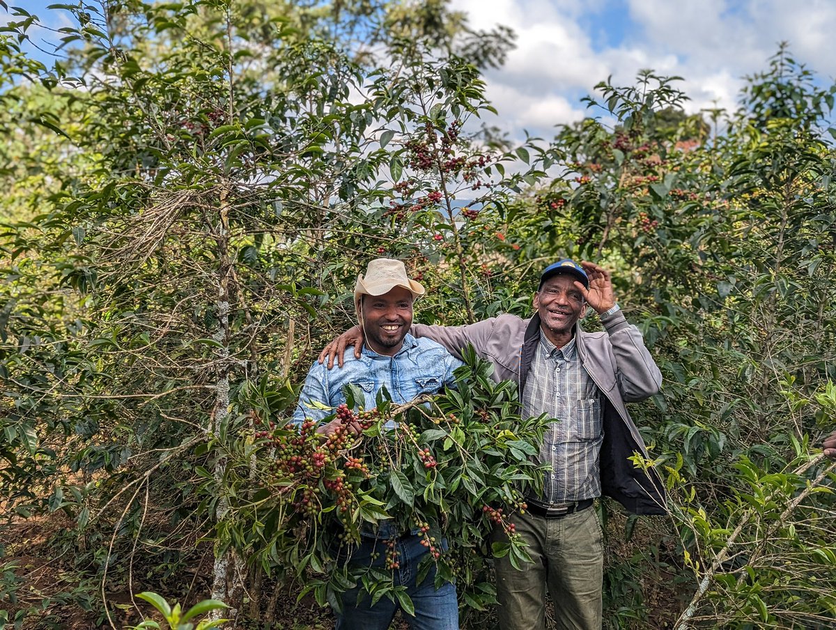 ✨STUNNING NEW COFFEE ✨

Basha Bekele is a super-high grown, naturally processed coffee from Ethiopia.

We taste pineapple 🍍, lavender 🪻, and stone fruit 🍑. 

Try this gem soon! Buy in the cafes or online here: crema-coffee.com/collections/co…