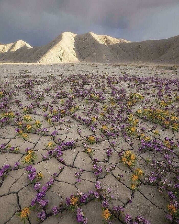 BorroniAnna1's tweet photo. A rare desert bloom ATACAMA     Chile https://t.co/MK8WoUYqNM