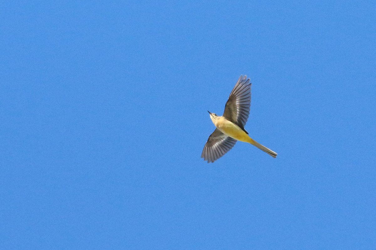 KoenStork's tweet image. Great few days on Texel with plenty of migration, including good numbers of Fieldfare, Rock Pipit, Starling, White-fronted Geese, 1 Little Bunting, 2 Richard's Pipit, 2 Waxwings, Horned Lark, 4 Water Pipit, 13 Grey Wag etc. Some impressions below!