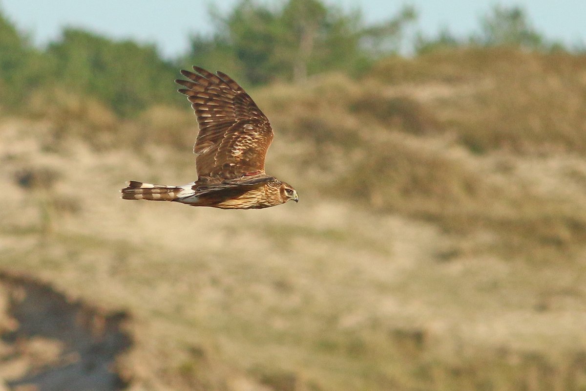 KoenStork's tweet image. Great few days on Texel with plenty of migration, including good numbers of Fieldfare, Rock Pipit, Starling, White-fronted Geese, 1 Little Bunting, 2 Richard's Pipit, 2 Waxwings, Horned Lark, 4 Water Pipit, 13 Grey Wag etc. Some impressions below!