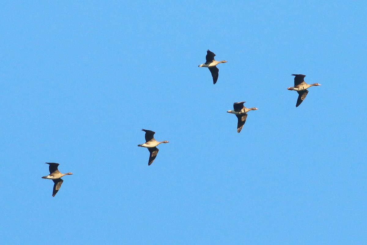 KoenStork's tweet image. Great few days on Texel with plenty of migration, including good numbers of Fieldfare, Rock Pipit, Starling, White-fronted Geese, 1 Little Bunting, 2 Richard's Pipit, 2 Waxwings, Horned Lark, 4 Water Pipit, 13 Grey Wag etc. Some impressions below!