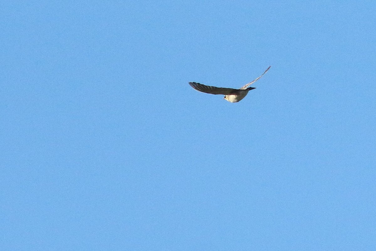 KoenStork's tweet image. Great few days on Texel with plenty of migration, including good numbers of Fieldfare, Rock Pipit, Starling, White-fronted Geese, 1 Little Bunting, 2 Richard's Pipit, 2 Waxwings, Horned Lark, 4 Water Pipit, 13 Grey Wag etc. Some impressions below!