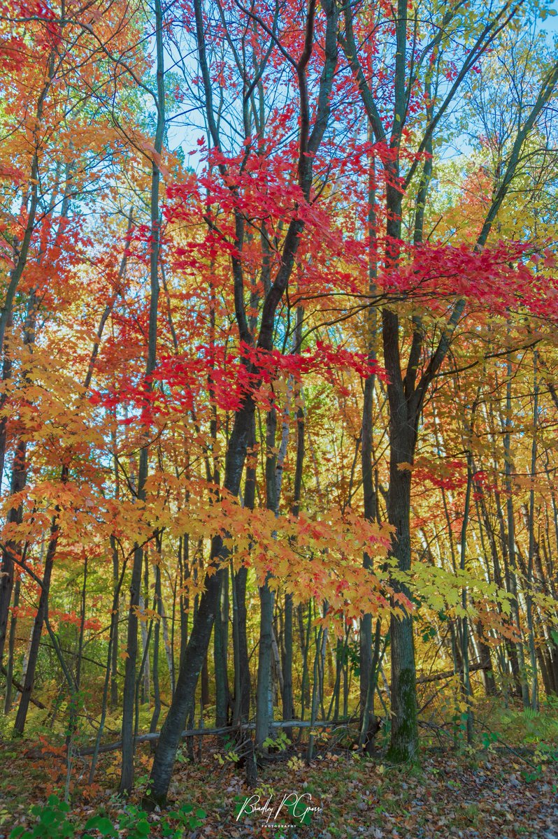 TheBubbaDude's tweet photo. Autumn Colors at Carlos Avery State Wildlife Management Area
#autumn #autumnleaves #autumntrees #autumncolours #autumntime #autumnvibes #fall #fallcolours #CaptureMinnesota #CaptureMN #ThisIsMyMinnesota #ThisIsMyMn #OnlyinMN #captivateMN #minnesota #ExploreMN #myminnesota https://t.co/f2OPnrSaov