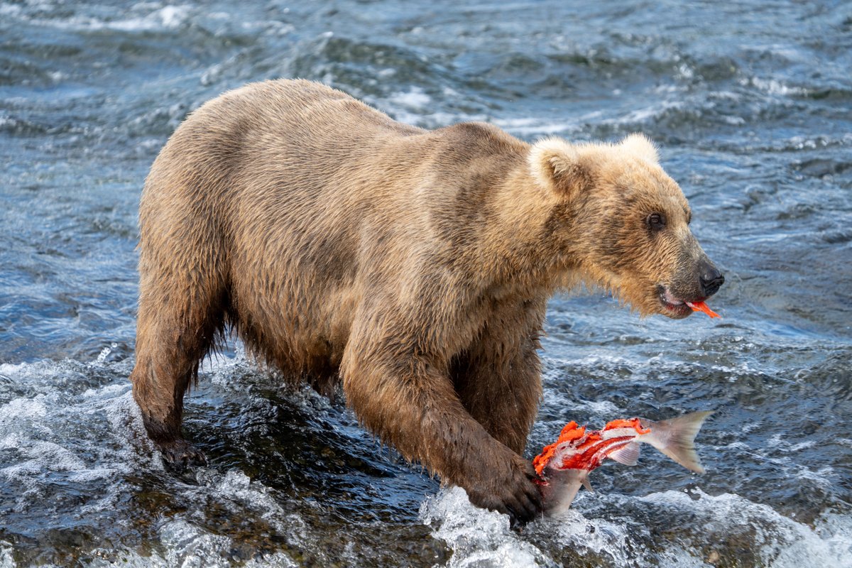 Katmai National Park tweet media