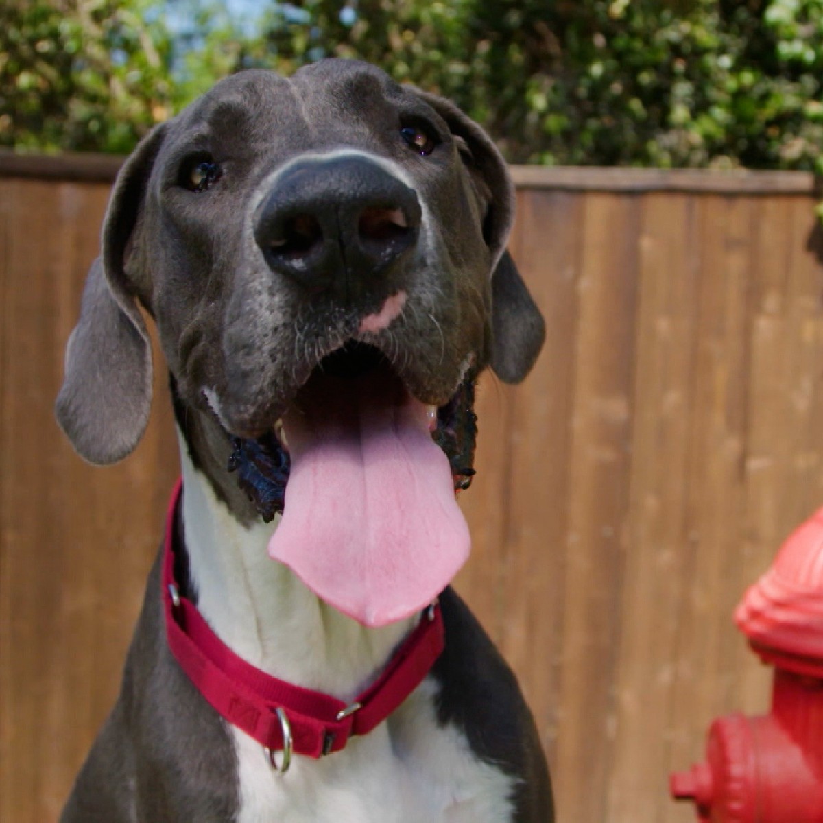 Get ready for a BIG reunion this weekend on Lucky Dog! Brandon is reconnecting with Bear the lovable Great Dane. Tune in for a reunion you won't forget! 🐶 #LuckyDogReunions