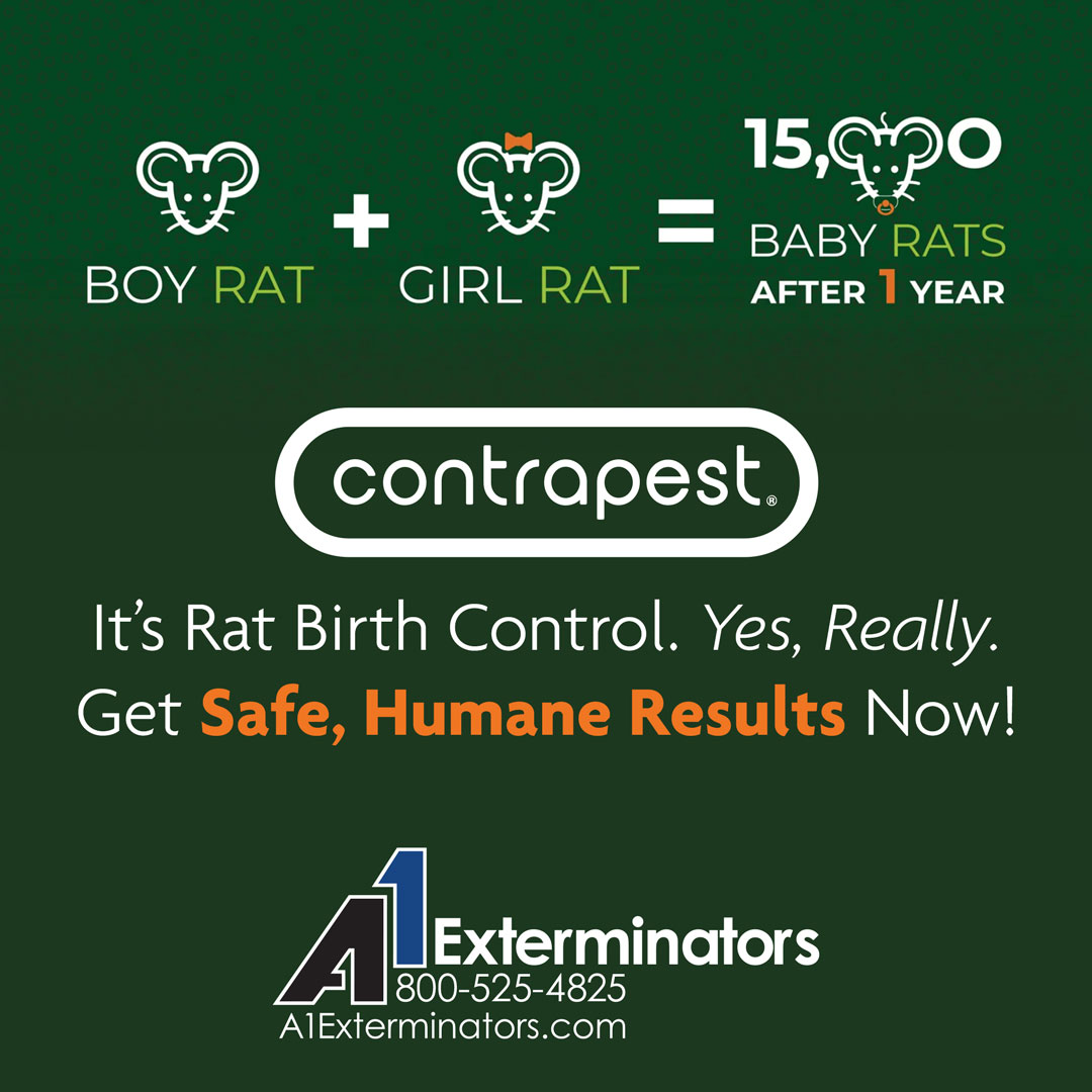 A1Exterminators's tweet image. Discover rat birth control that works! 💊🐀 ContraPest from A1 Exterminators uses natural ingredients to decrease rat mating behaviors and fertility. It&apos;s an ethical and effective way to control rodents, curbing rapid reproduction. 🚫👶 a1exterminators.com/contrapest-rat… #contrapest #rats