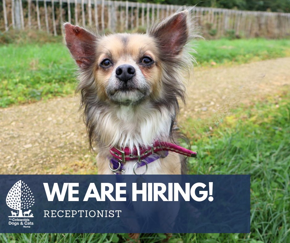An exciting opportunity has arisen to join our Front of House team.

To find out more and apply visit: 
cotswoldsdogsandcatshome.org.uk/work-with-us/

#cotsdogscats #job #vacancy #gloucestershire #stroud #dursley #animalcharity #receptionist #adminjob