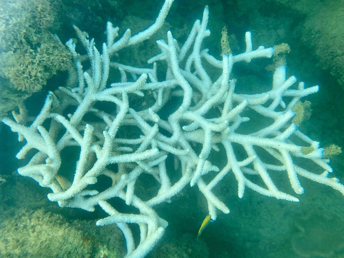 Michael210592's tweet photo. We recorded #coralbleaching around September 2023 in Vietnam. Sea water temperature is measured at times up to 30 degrees Celsius
#coral #ClimateActionNow #coralreefvietnam https://t.co/qJ9wDvBnqV