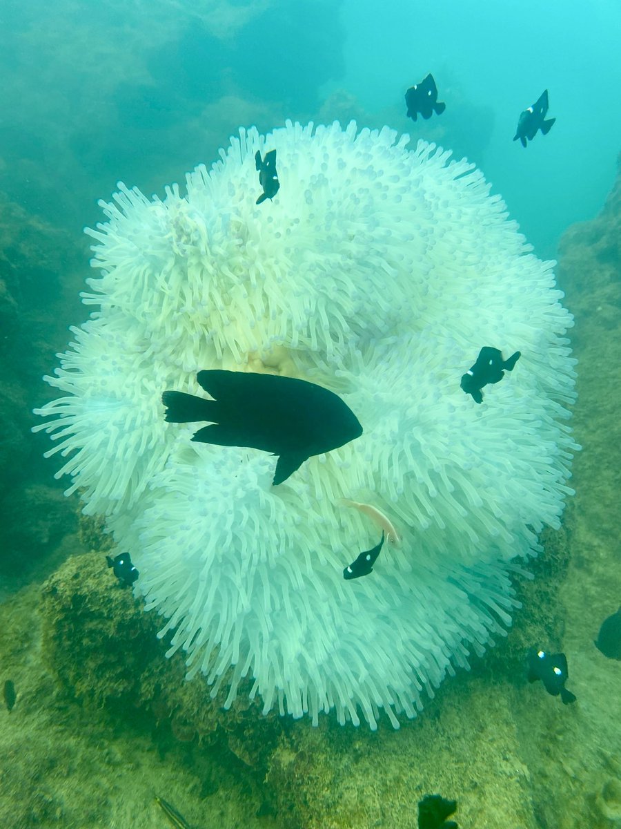 Michael210592's tweet photo. We recorded #coralbleaching around September 2023 in Vietnam. Sea water temperature is measured at times up to 30 degrees Celsius
#coral #ClimateActionNow #coralreefvietnam https://t.co/qJ9wDvBnqV
