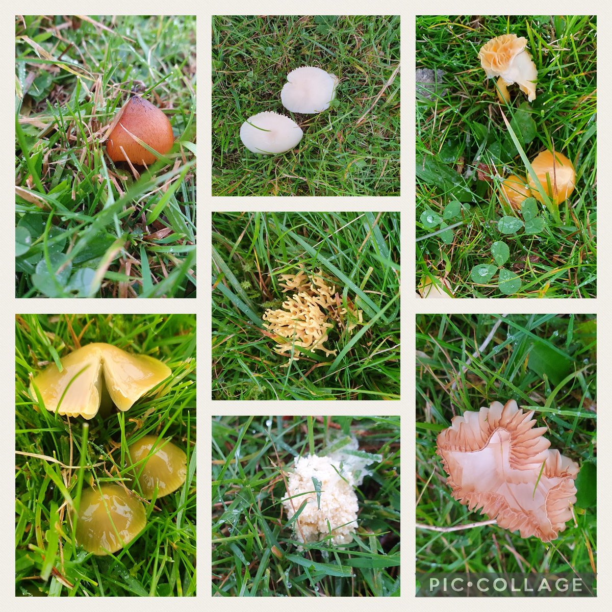 Tis the time of year my fields show off what's hidden underneath them for most of the year. #fungi #waxcaps #autumn