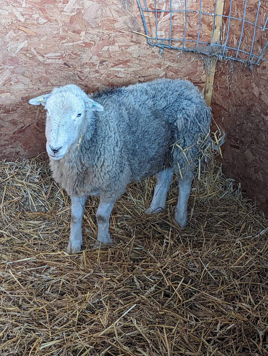 Its not everyday we are called to rescue a sheep that has been roaming loose for 3 weeks, but Inspector Ben recently rescued one which had been doing just that in Barnsley. The sheep is now safe and efforts are being made to trace the owner @rspca_official 85 🐑#sheep #barnsley