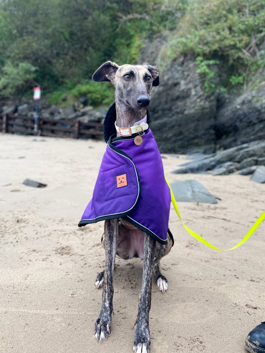 MBGardnerMusic's tweet photo. Indi's been living her best beach life lately! She's loving it, and I'm loving how adorable she looks in her @GingerTedUK coat 🐶 https://t.co/oWis5hWHoI