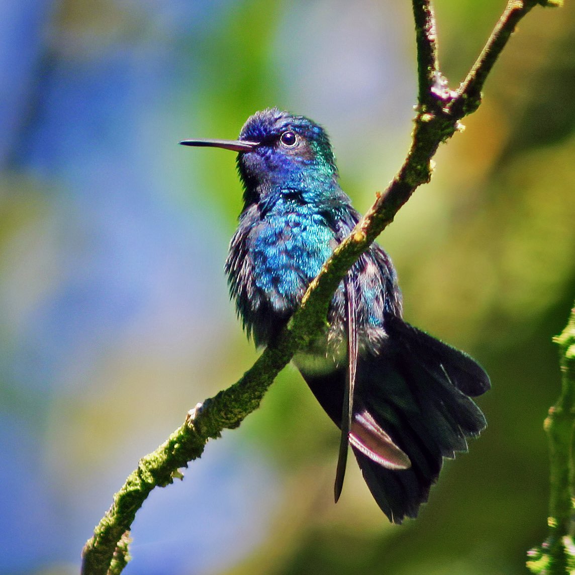 CreaturesTE's tweet photo. Blue-headed hummingbird, riccordia https://t.co/1dK6IbW1IC