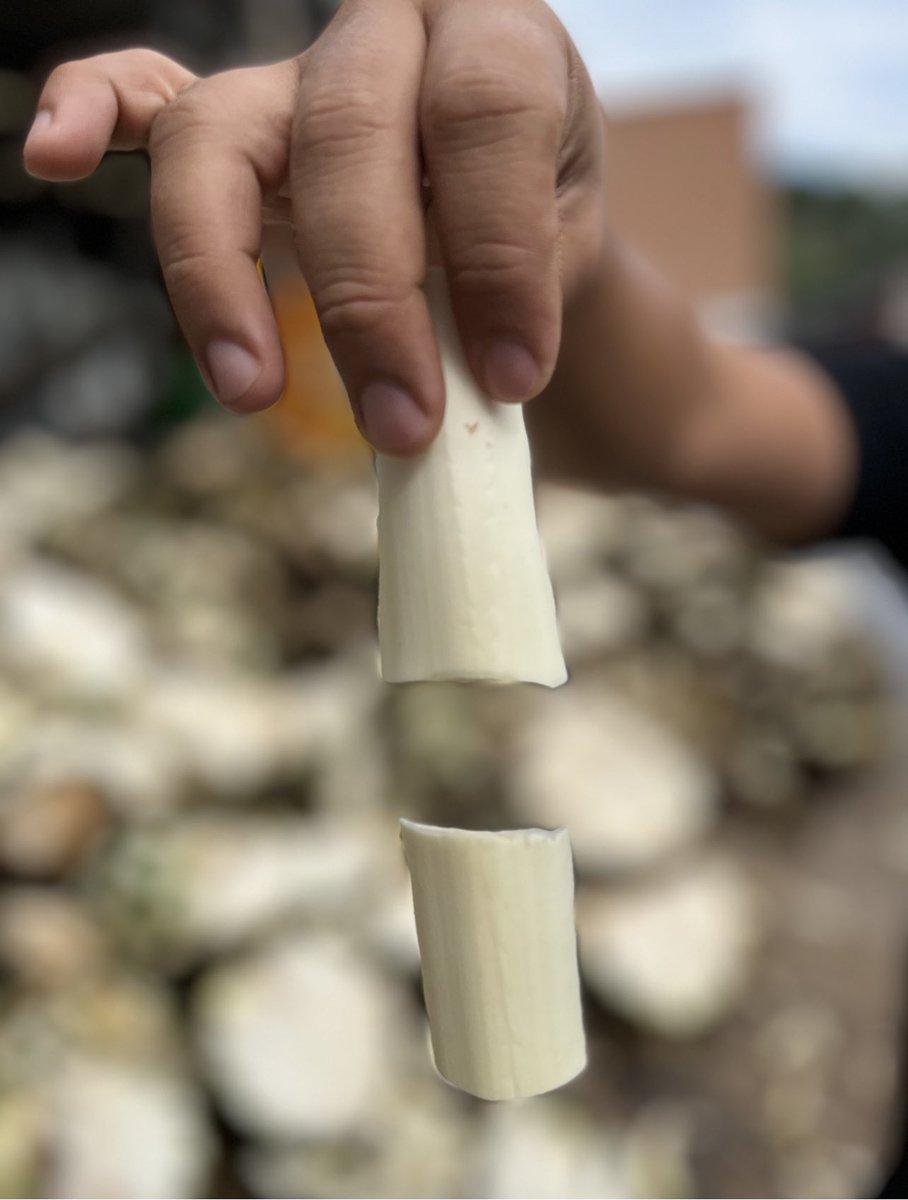 The consistency of the agave interior after harvesting is like jicama “white and solid”
The agave plant contains fructans which are broken down into sugars by simply applying low heat or a “cooking process”
