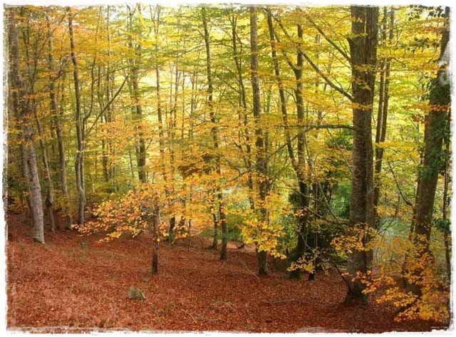 MuseoMerindades's tweet photo. 🍂El otoño invita a visitar los hayedos de nuestra comarca, ¿a que sí? 

📸https://t.co/0Emn4uzNeS , #LasMerindades https://t.co/hJWlWXRmjk