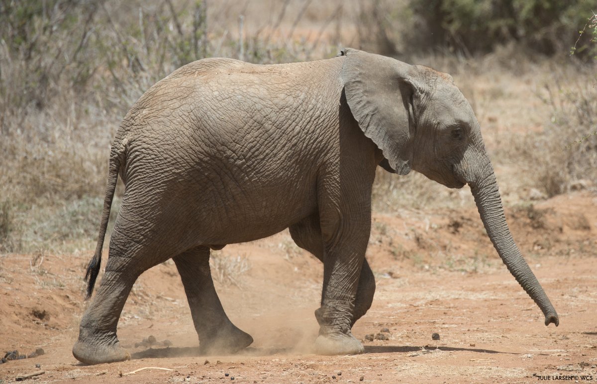 FoFCampaign's tweet photo. "If we can improve mechanisms on the ground, we can make these places safer and help protect people and wildlife," says WCS's @JohnCalvelli.

LISTEN: On this week's podcast, #USFICA is critical for enduring conservation success. https://t.co/76ZubhuBIV #WCSWildAudio https://t.co/gloFFPwv3K